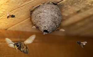 Hornissen und Wespen – Ihre Feuerwehr informiert